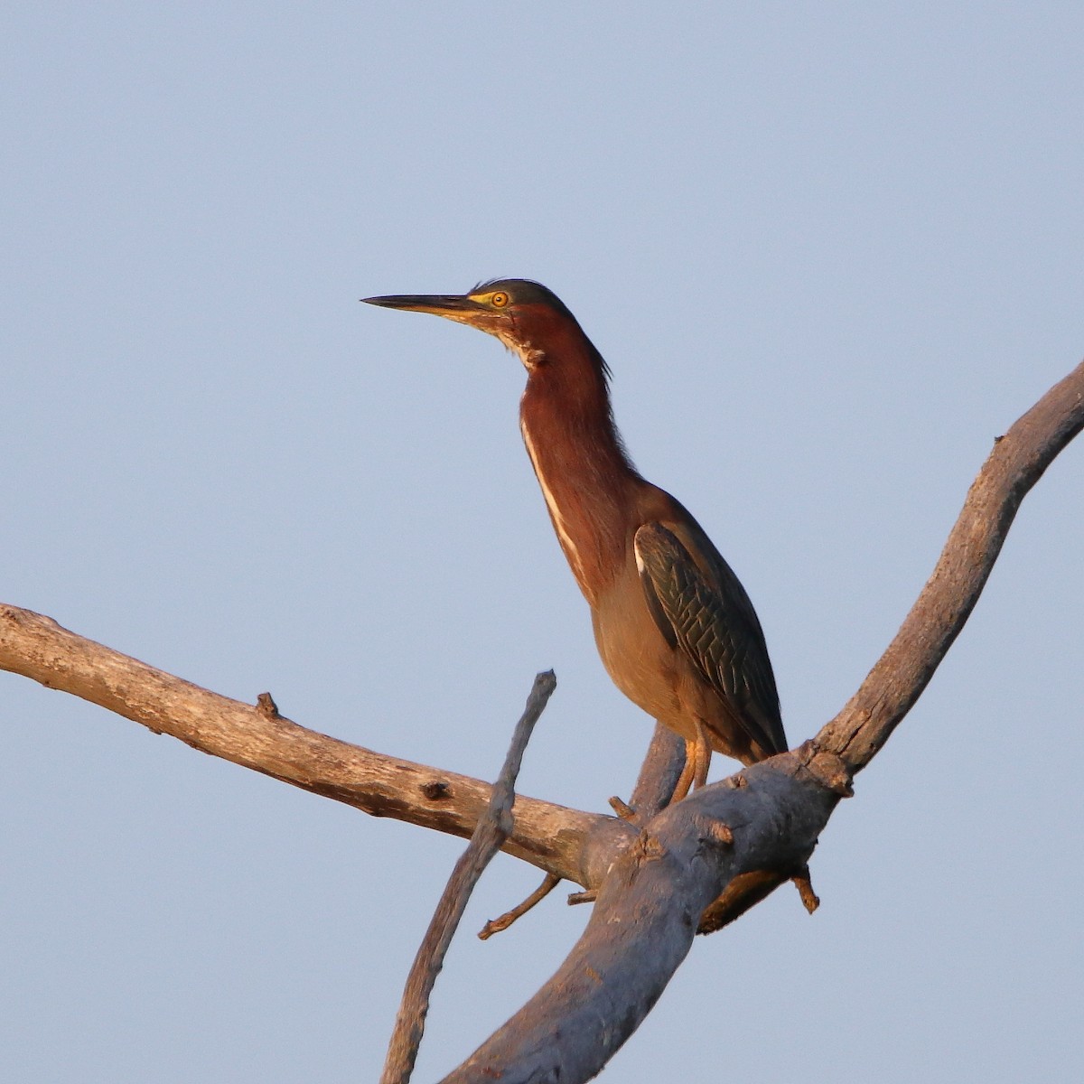 Green Heron - ML640308808