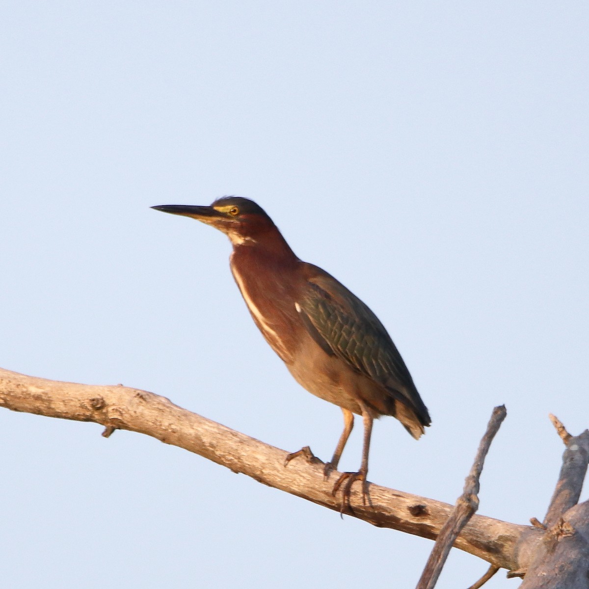 Green Heron - ML640308811