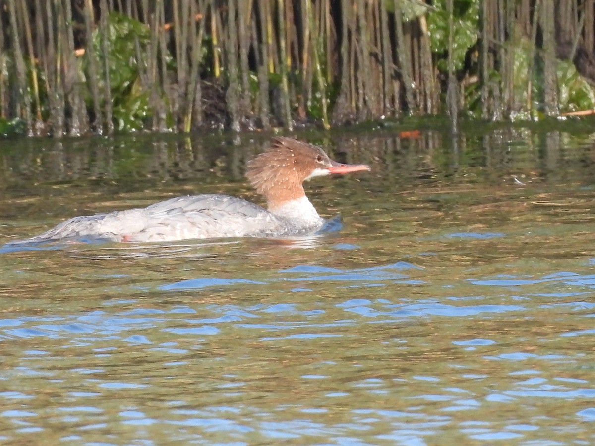 Common Merganser - ML640308818