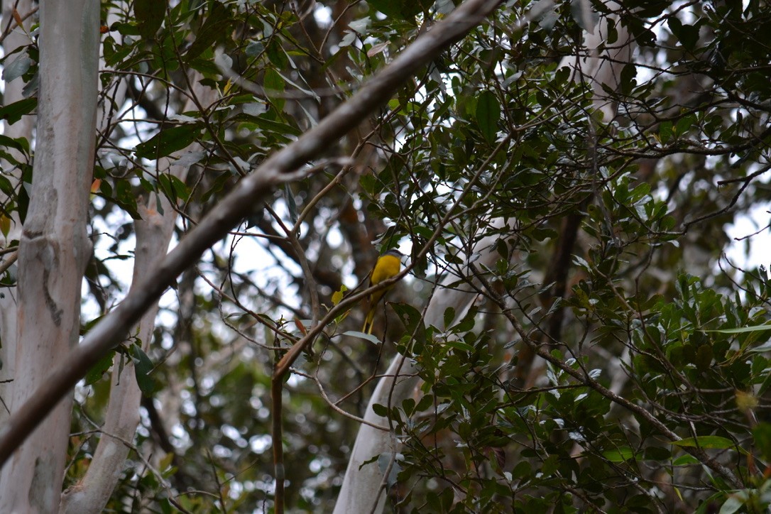 Gray-chinned Minivet - ML640308823