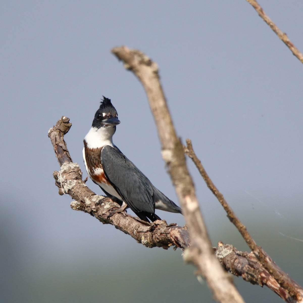 Belted Kingfisher - ML640308826