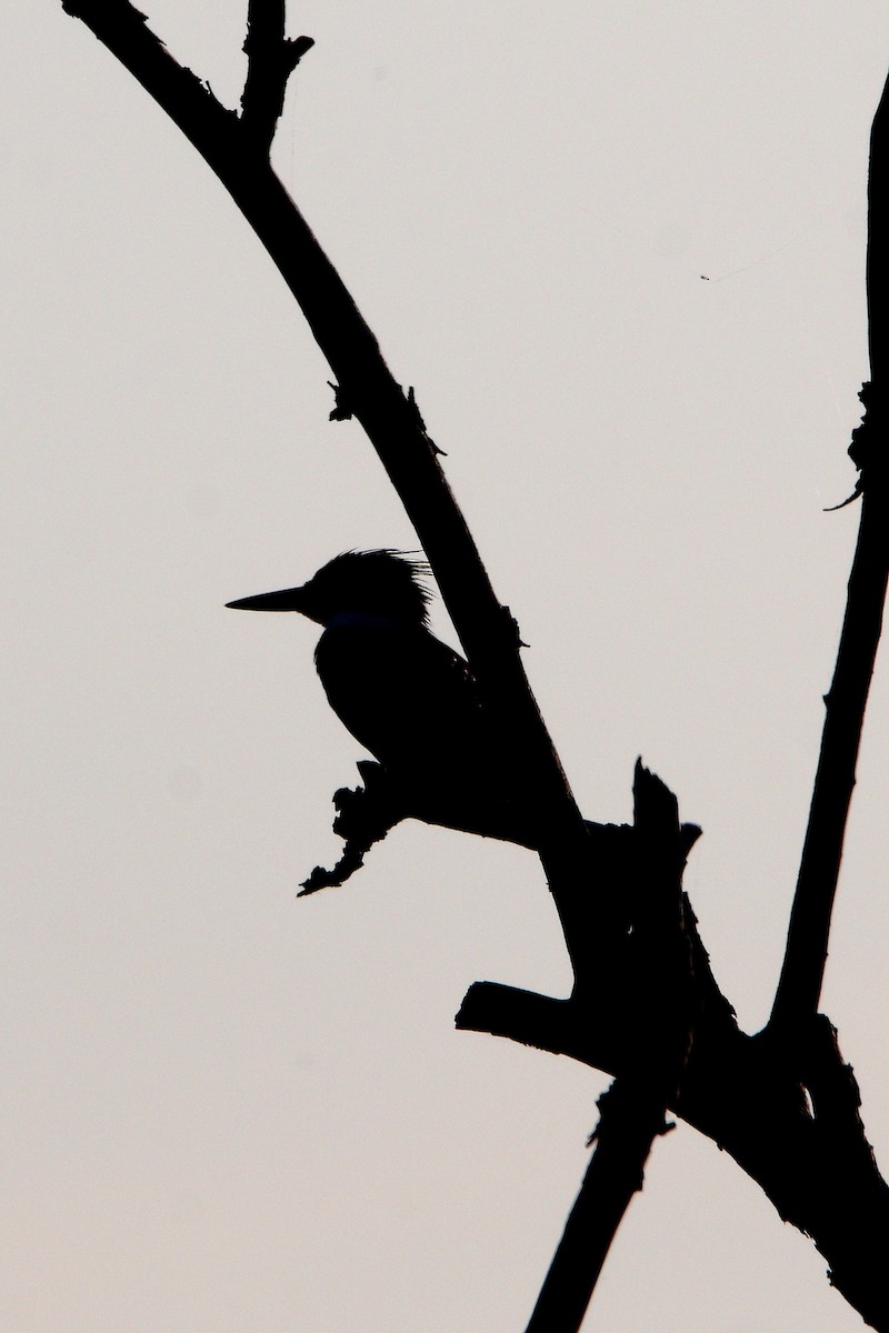 Belted Kingfisher - ML640308827