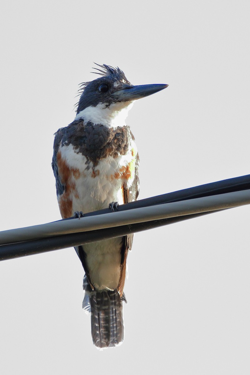 Belted Kingfisher - ML640308828