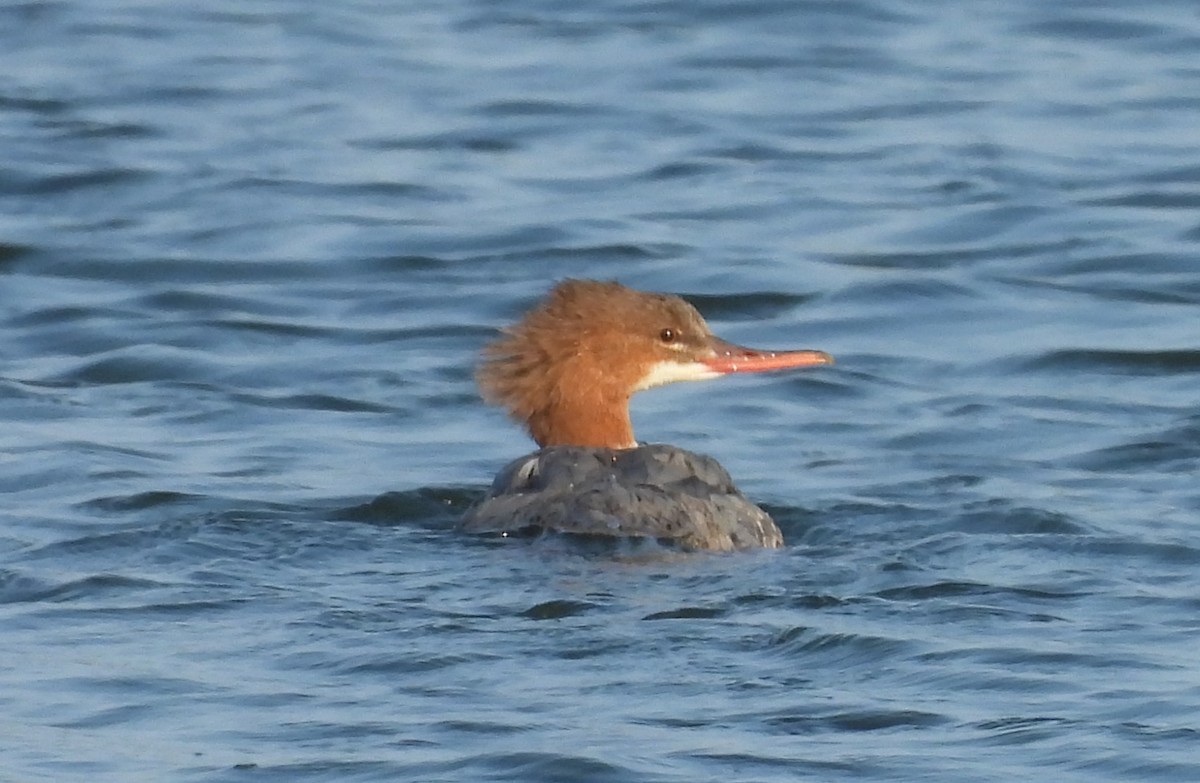 Common Merganser - ML640308830