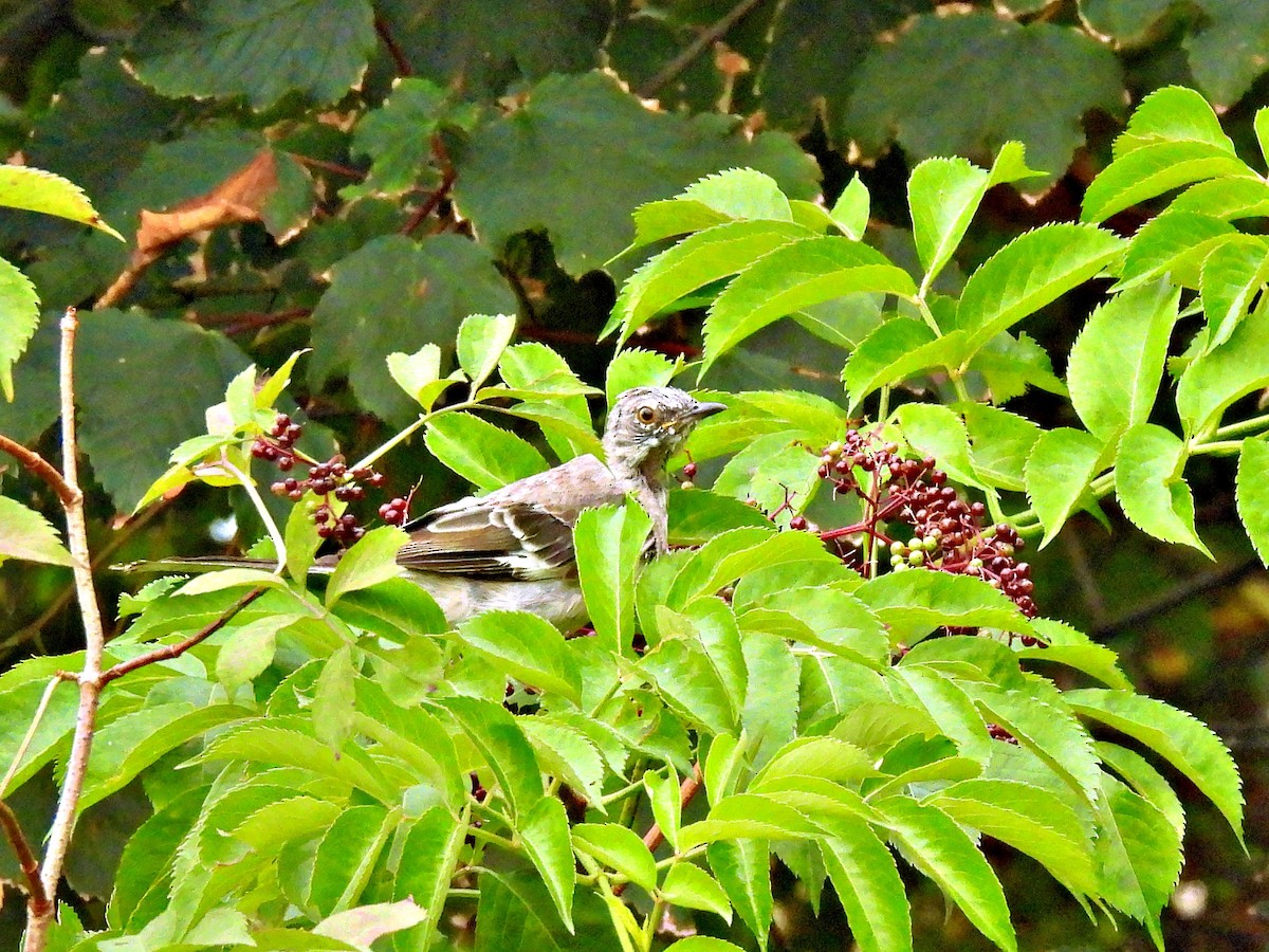 Northern Mockingbird - ML640308838
