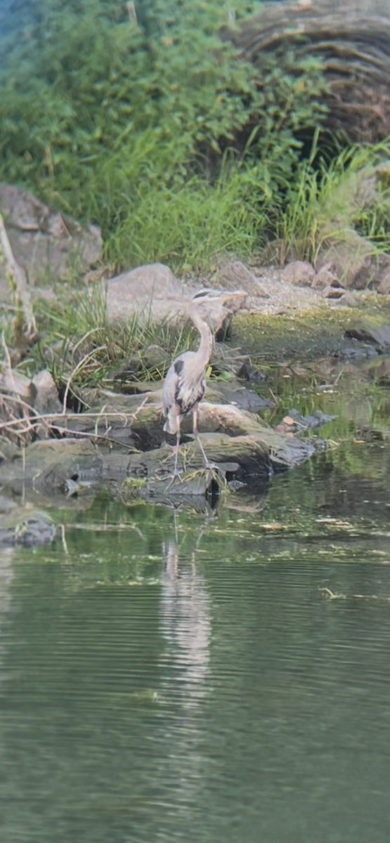 Great Blue Heron - ML640308840