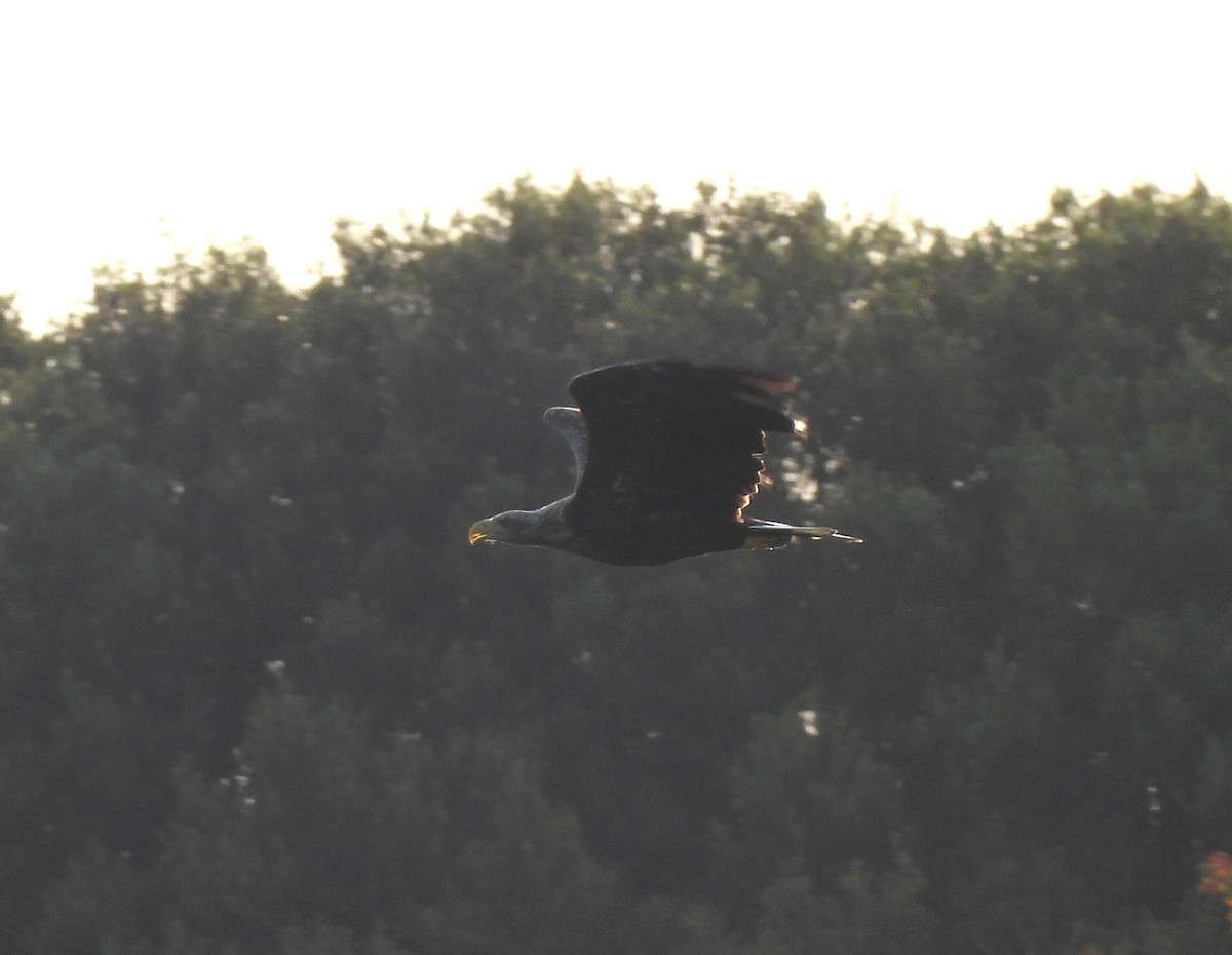 White-tailed Eagle - ML640308848