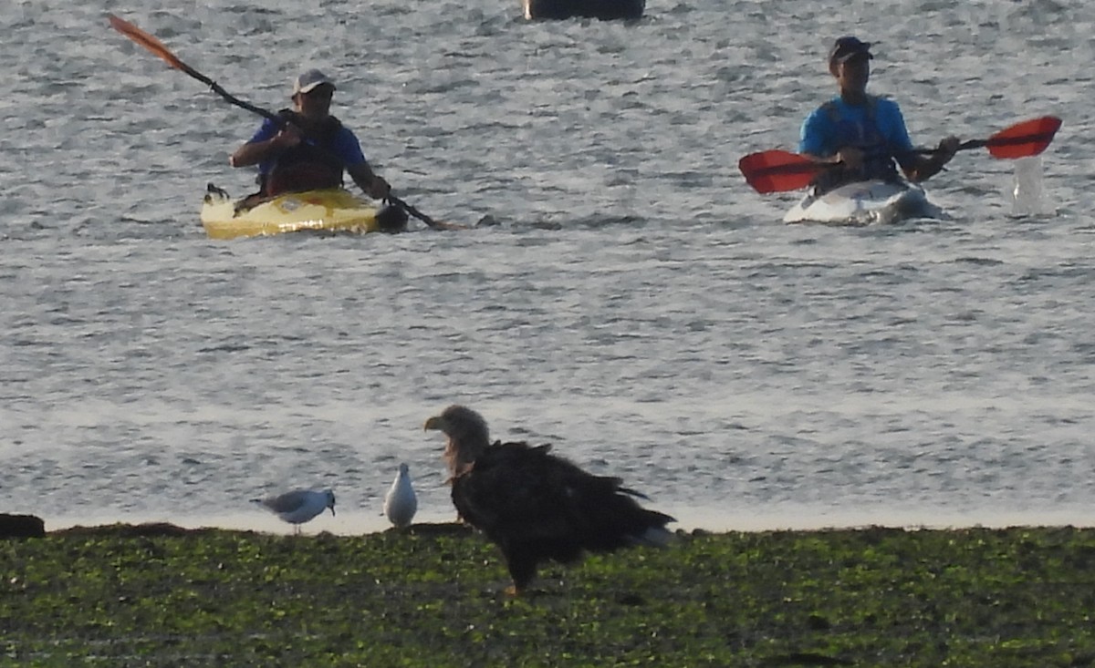White-tailed Eagle - ML640308854