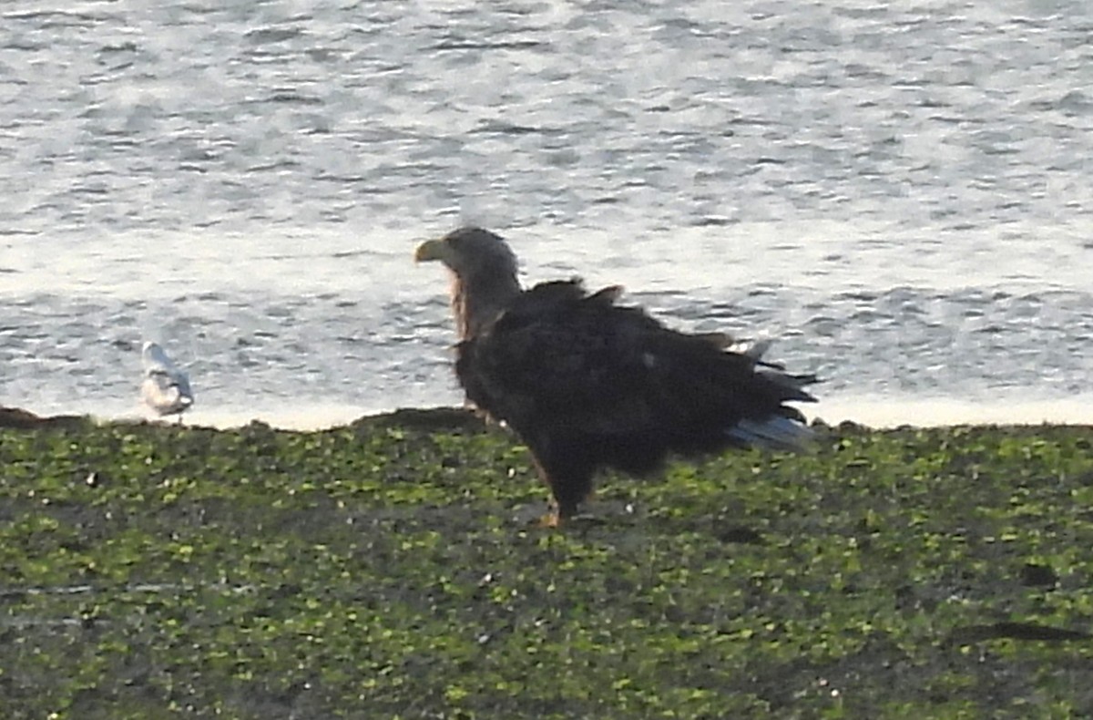 White-tailed Eagle - ML640308856