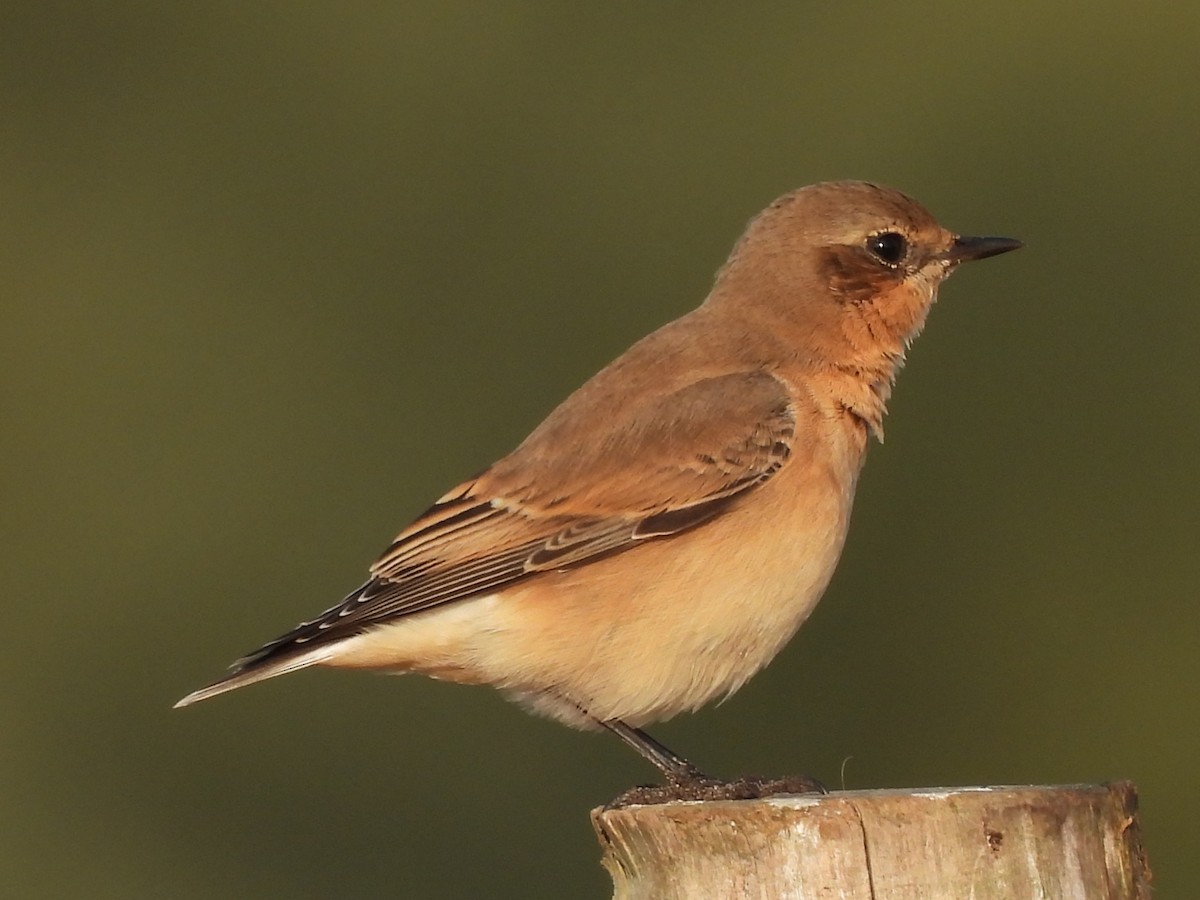 Northern Wheatear - ML640308864