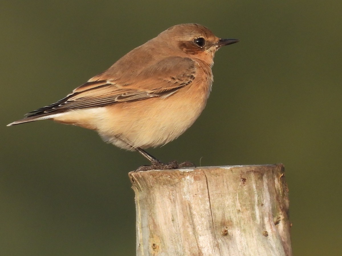 Northern Wheatear - ML640308872