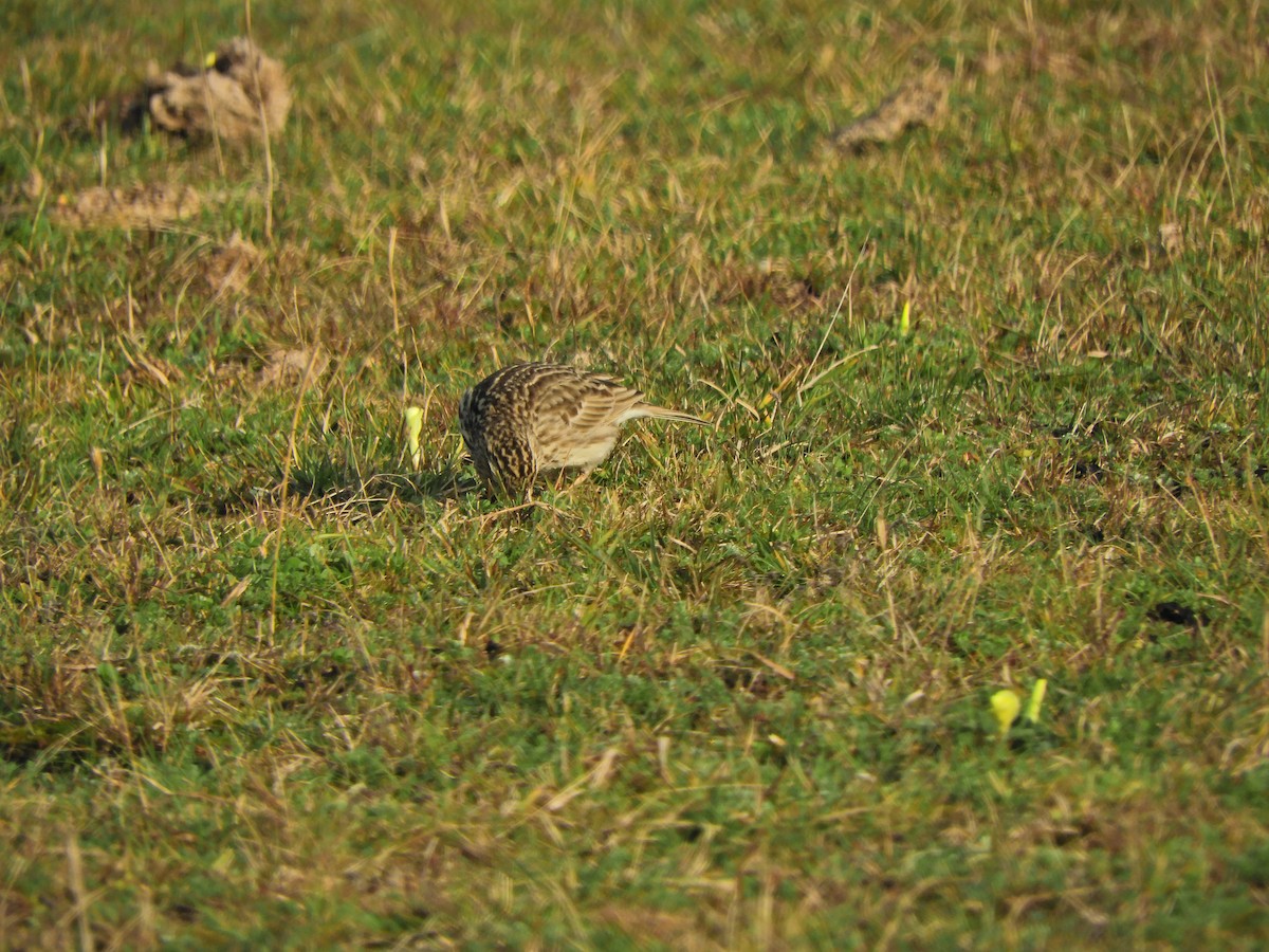 Short-billed Pipit - ML640308876