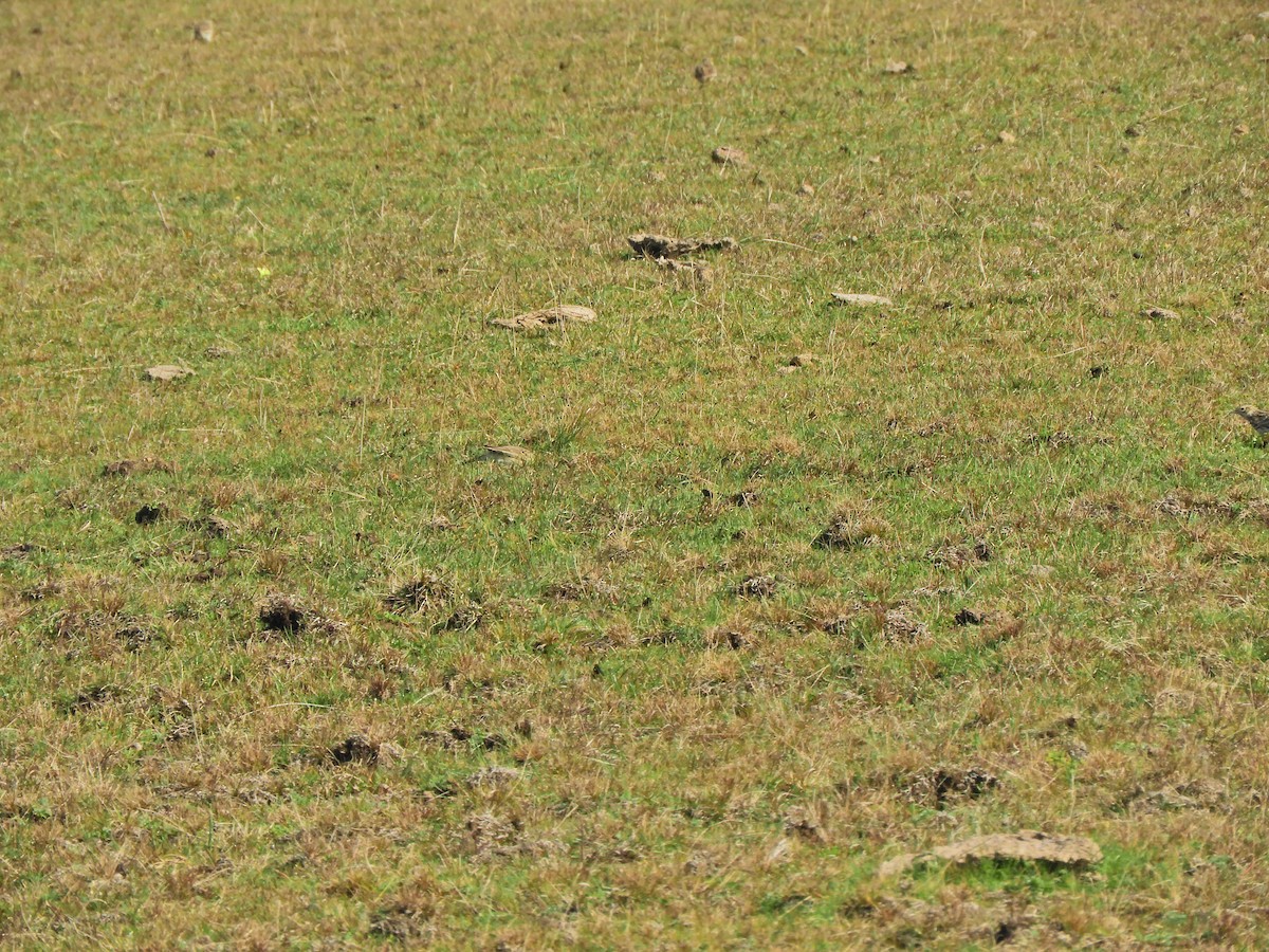 Short-billed Pipit - ML640308877