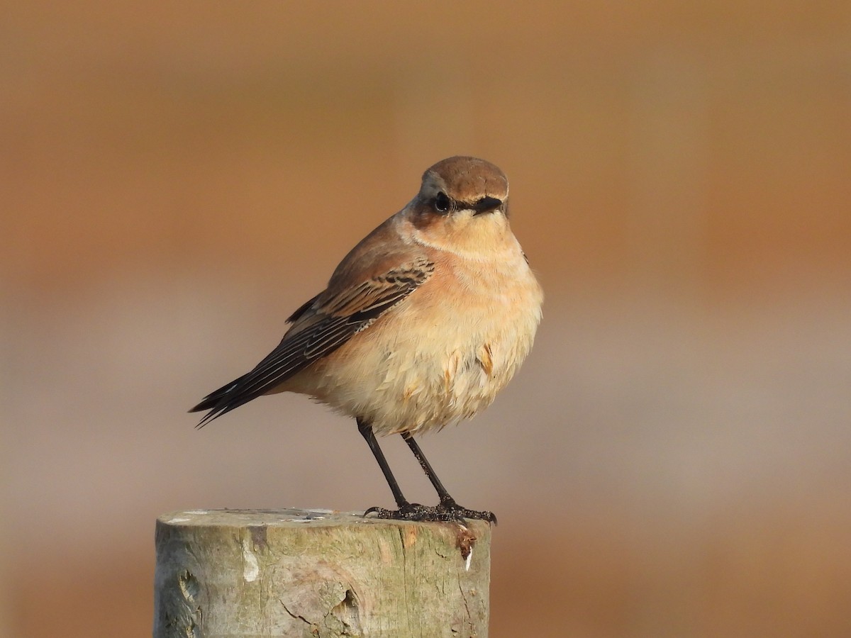 Northern Wheatear - ML640308887