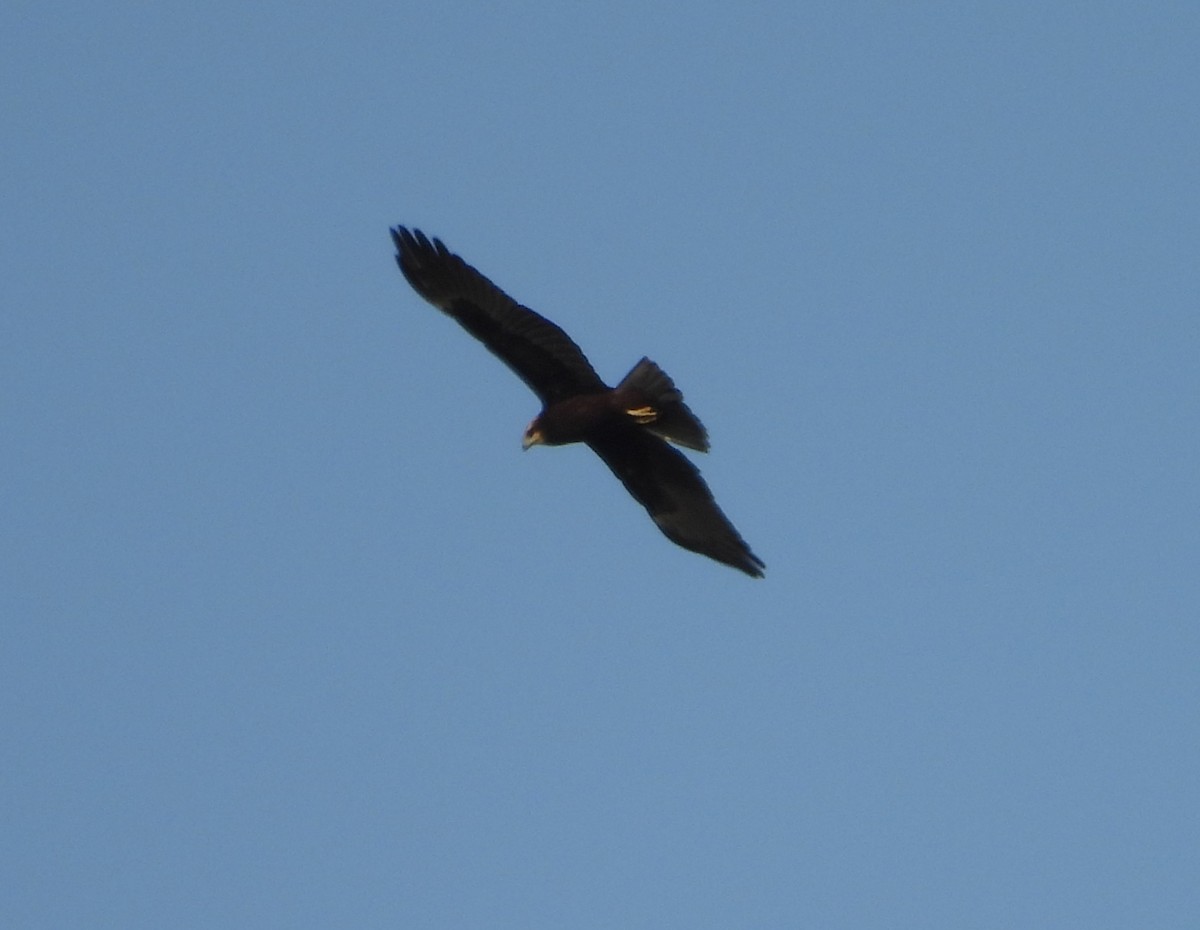 Western Marsh Harrier - ML640308900
