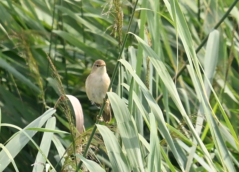 Common Reed Warbler - ML640308902
