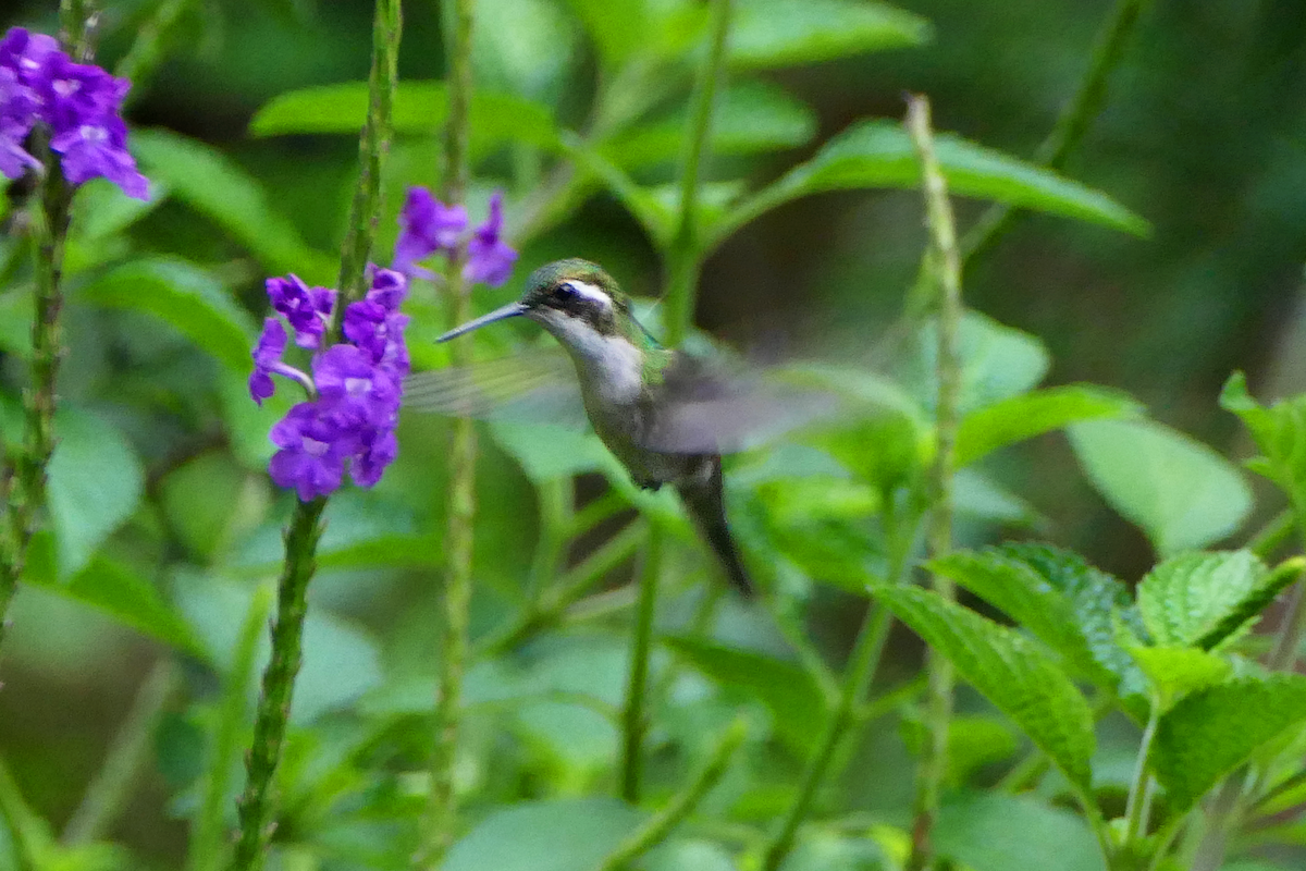 Green-throated Mountain-gem - ML640308982