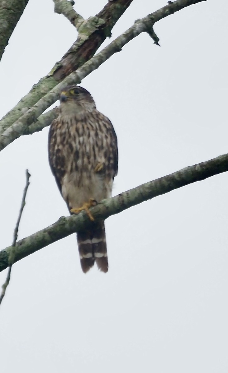 Merlin - ML640309014