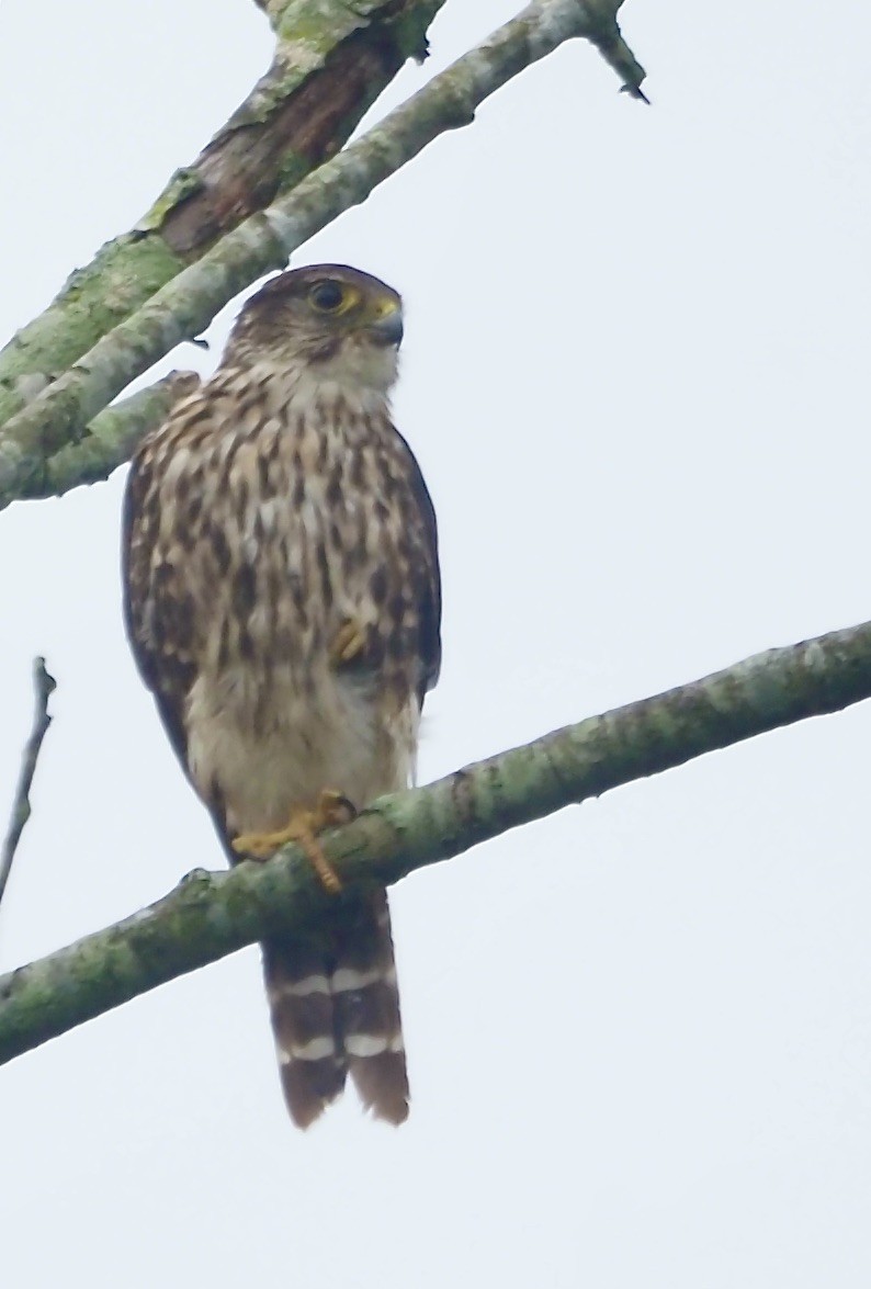 Merlin - ML640309015