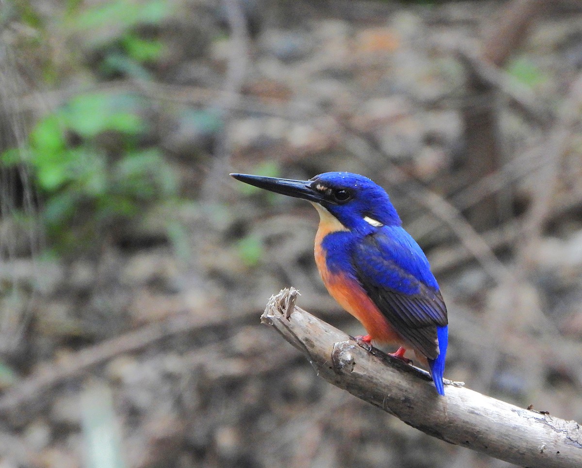 ルリミツユビカワセミ - ML640309153