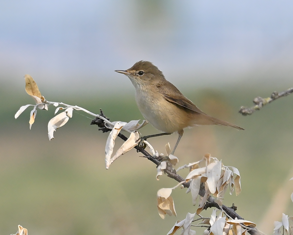 Common Reed Warbler - ML640309186
