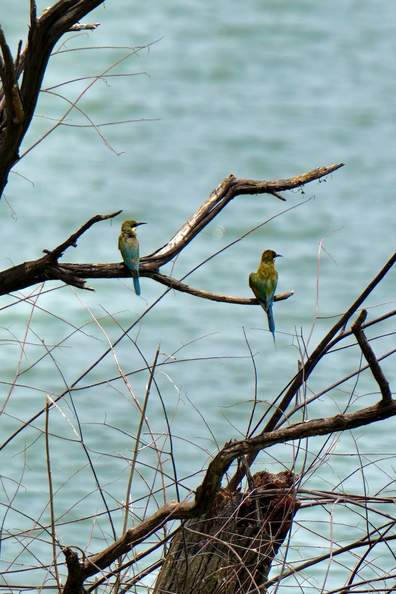 Blue-tailed Bee-eater - ML640309247