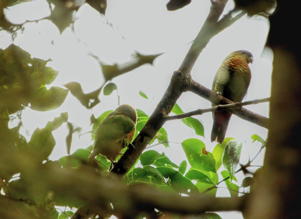 Modest Tiger-Parrot - ML640309281