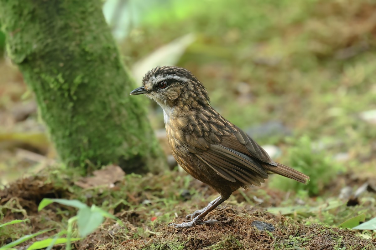 Mountain Wren-Babbler - ML640309294
