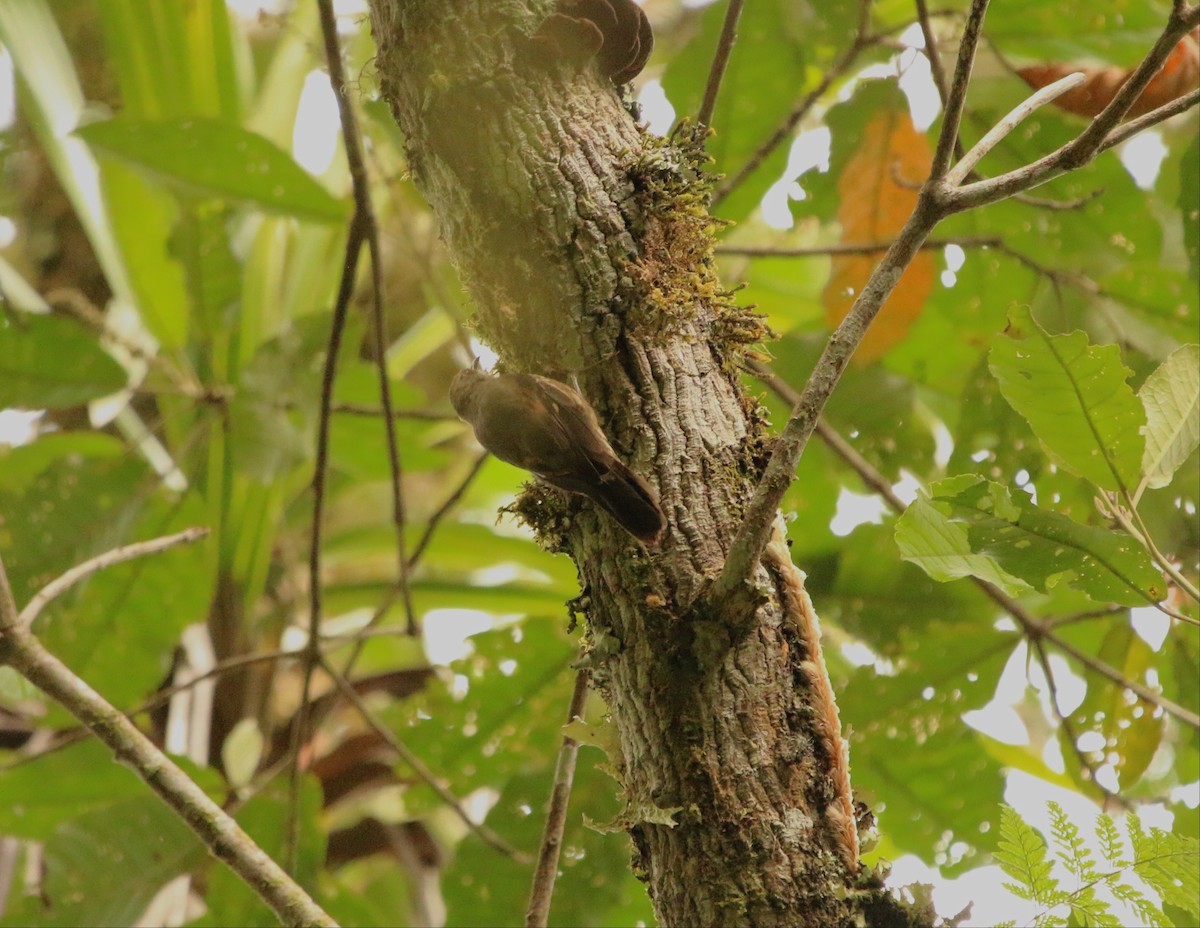 Papuan Treecreeper - ML640309295