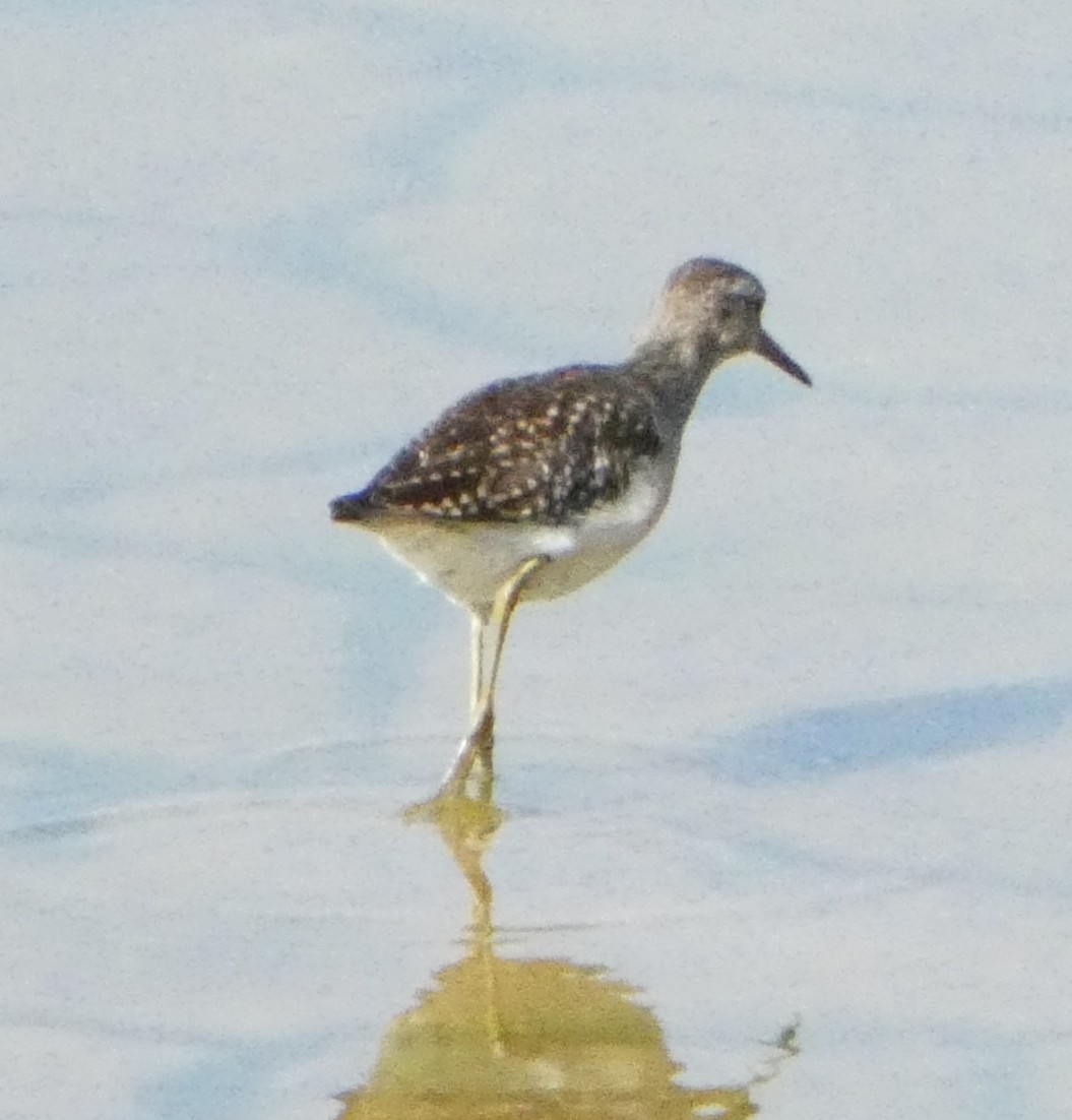 Wood Sandpiper - ML640309324