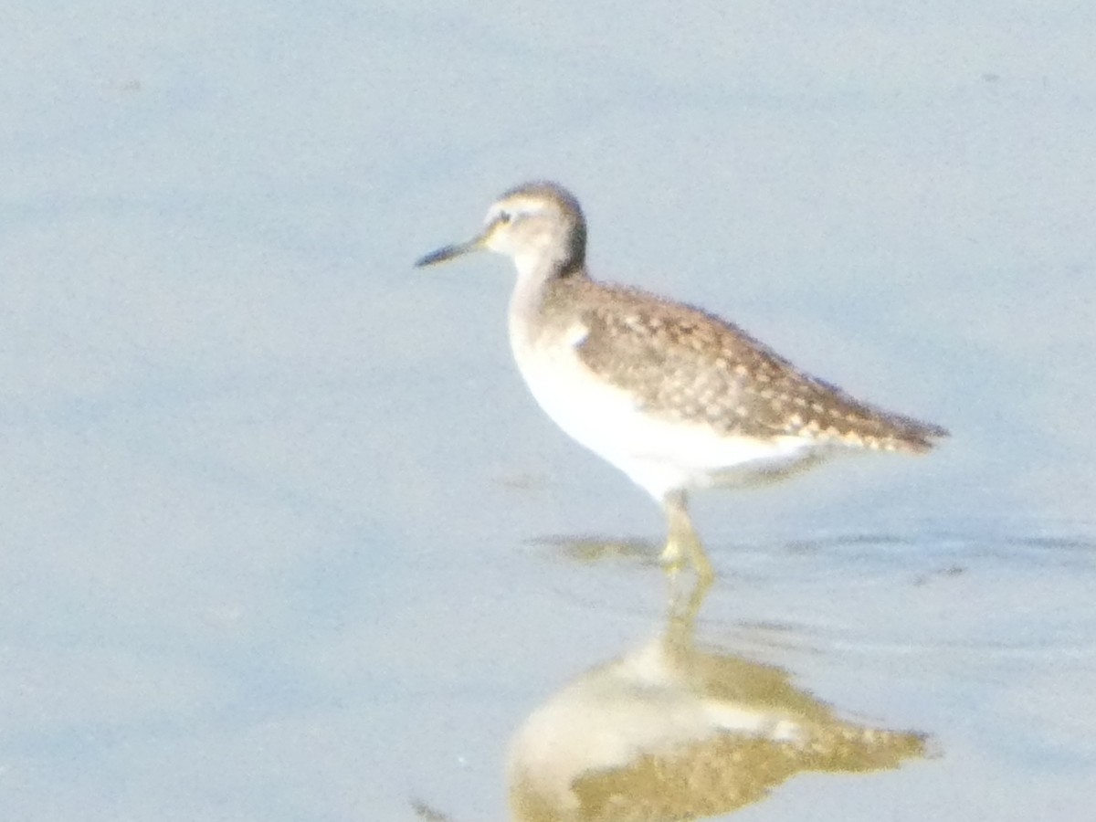 Wood Sandpiper - ML640309325