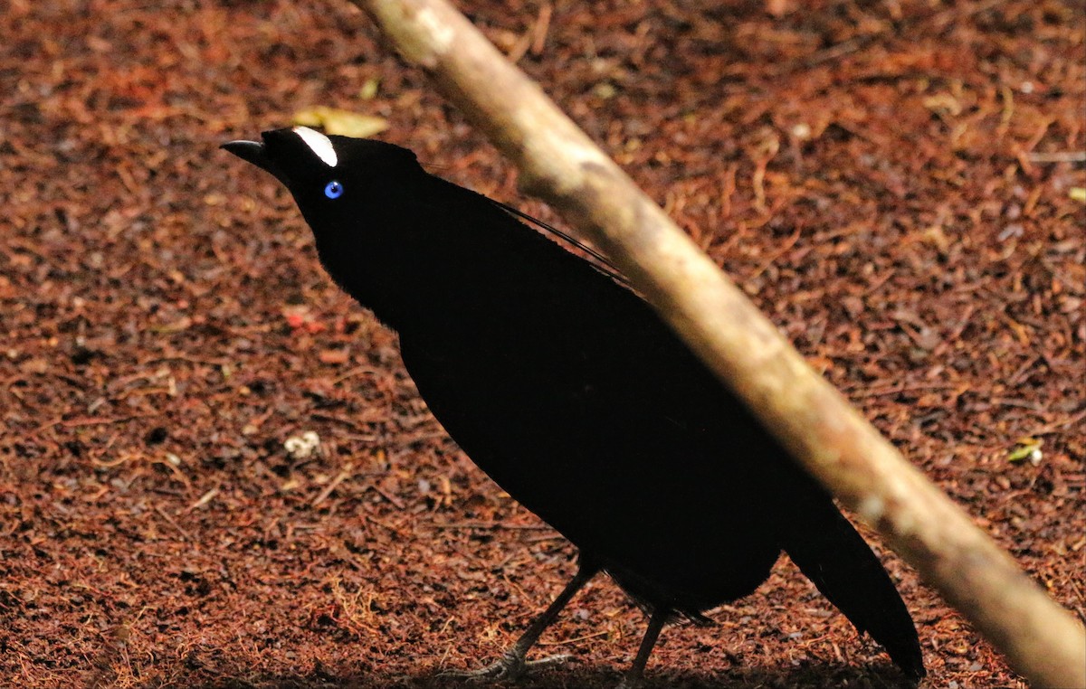 Western Parotia - ML640309342