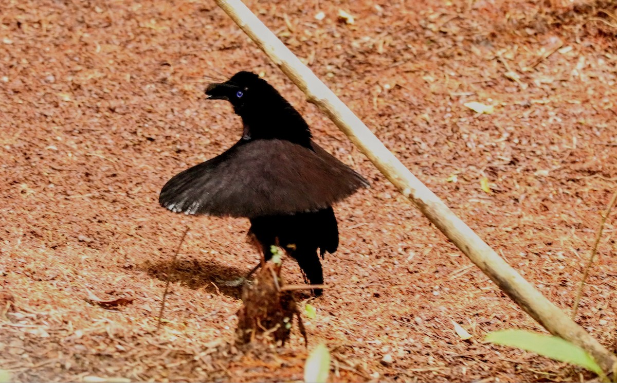 Western Parotia - ML640309343