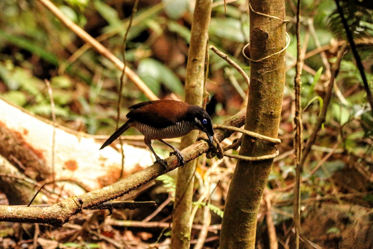 Western Parotia - ML640309345