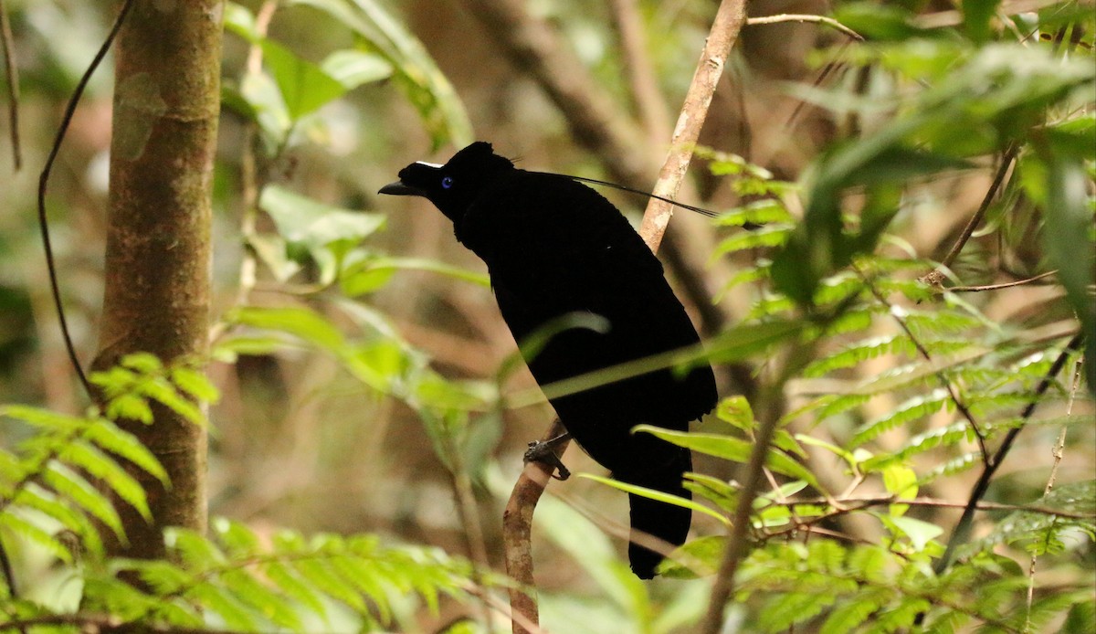 Western Parotia - ML640309346