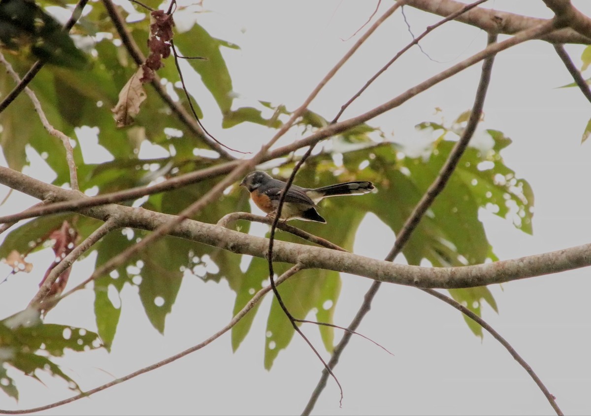 Chestnut-bellied Fantail - ML640309350