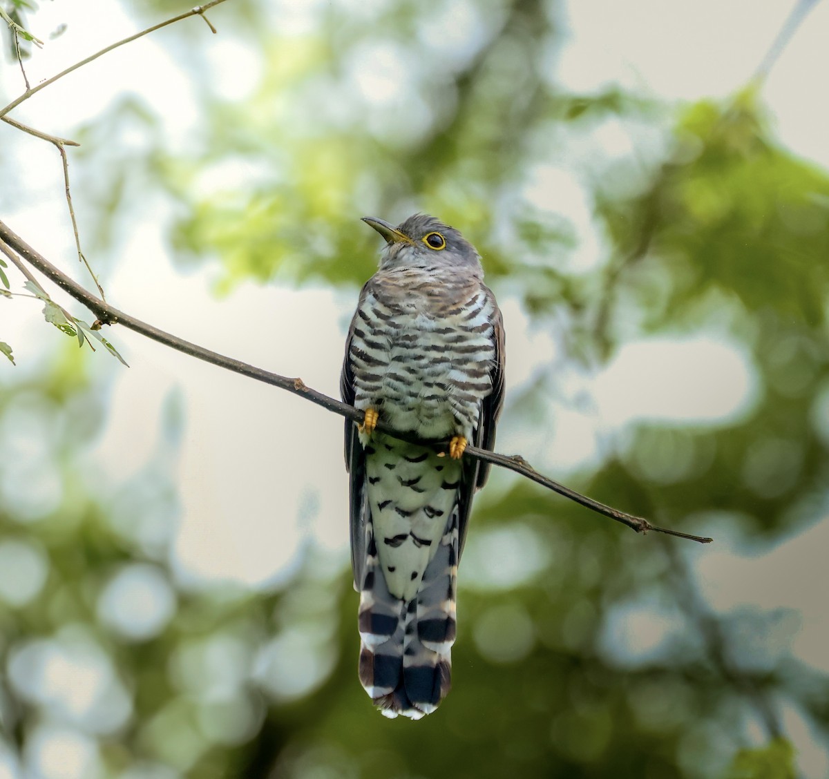 kukačka pruhochvostá - ML640309361