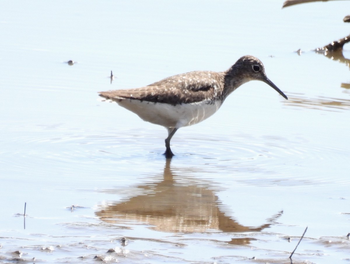 Solitary Sandpiper - ML640309368