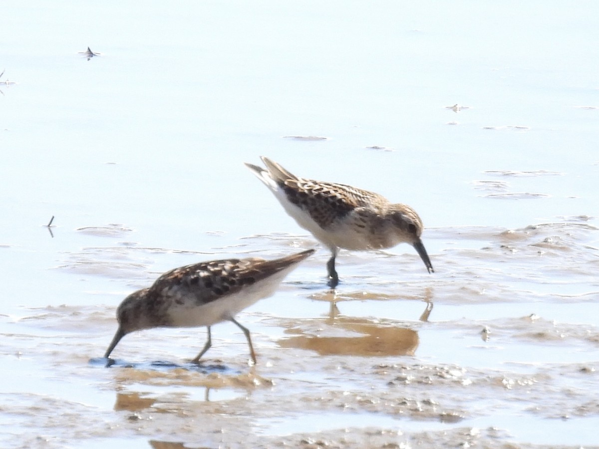 Least Sandpiper - ML640309371