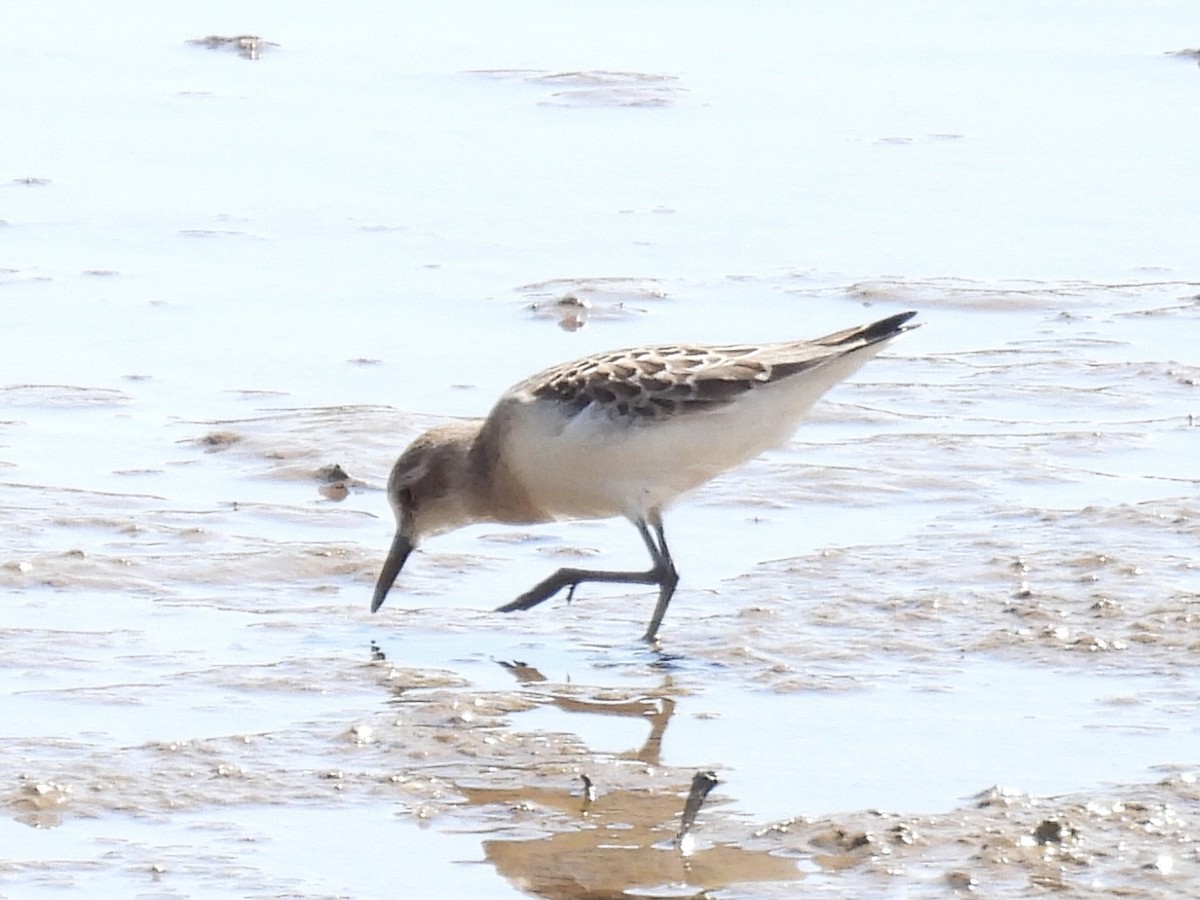 Semipalmated Sandpiper - ML640309374