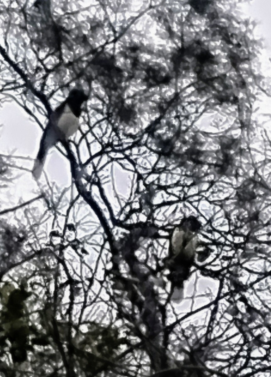 Peluş Saçlı Mavi Karga - ML640309402