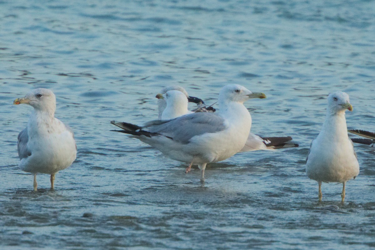 Caspian Gull - ML640309431