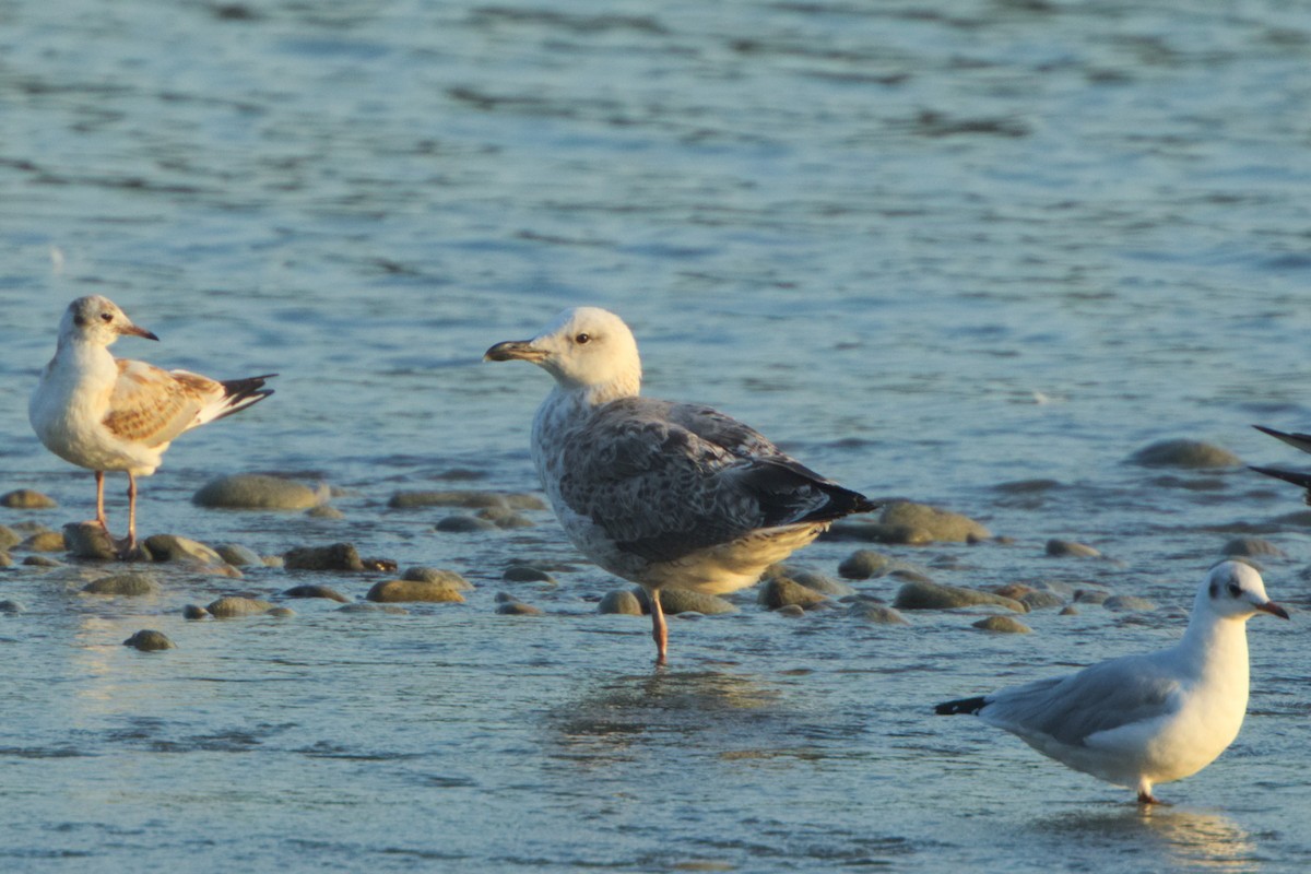 Caspian Gull - ML640309432