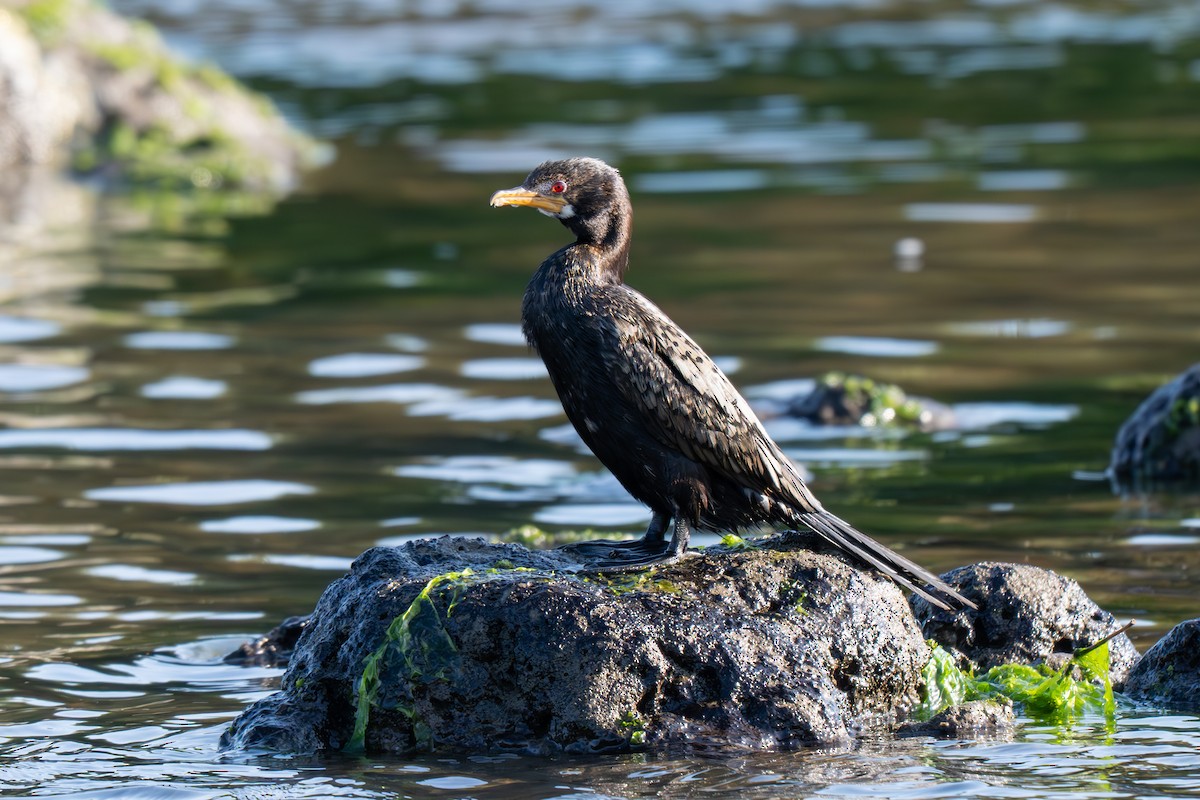 Reed Cormorant - ML640309436