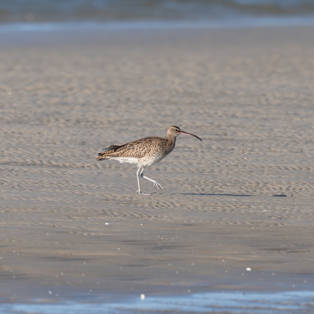 Whimbrel (White-rumped) - ML640309442