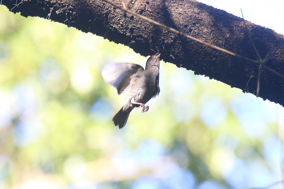 Sooty Grassquit - ML640309445
