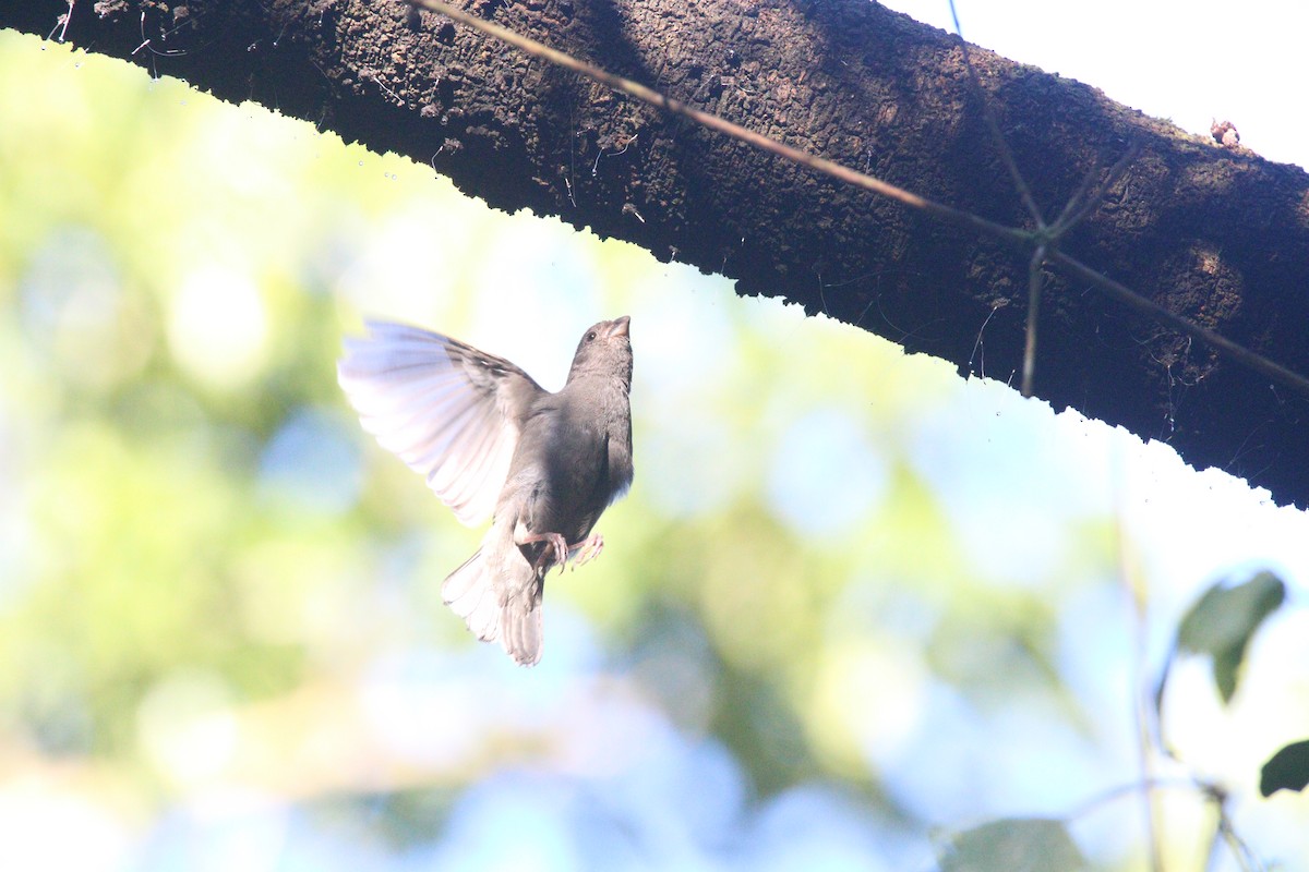 Sooty Grassquit - ML640309448