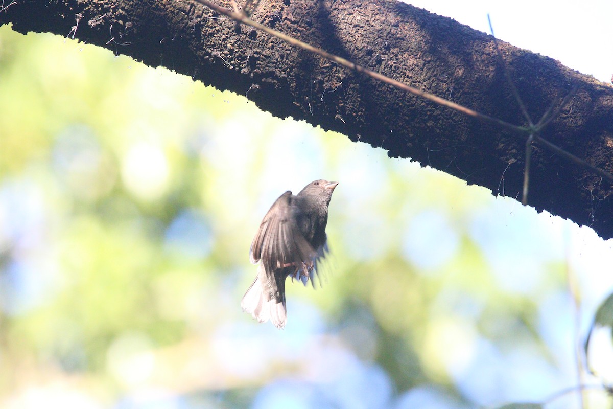 Sooty Grassquit - ML640309449