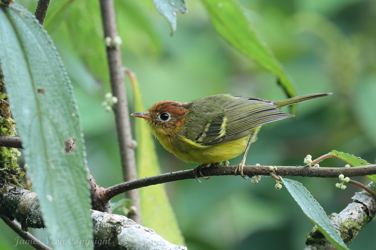 Yellow-breasted Warbler - ML640309463