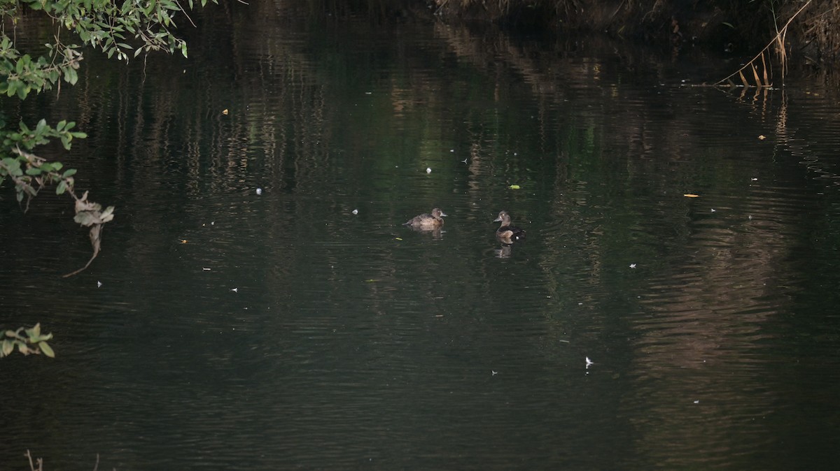 Tufted Duck - ML640309466